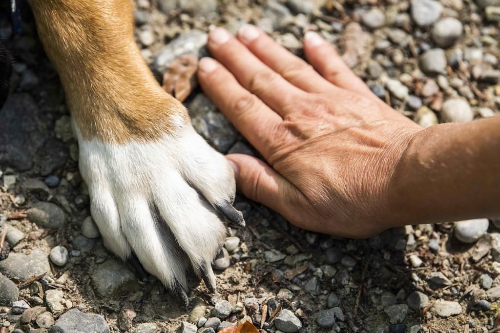 paw-7231300_1280